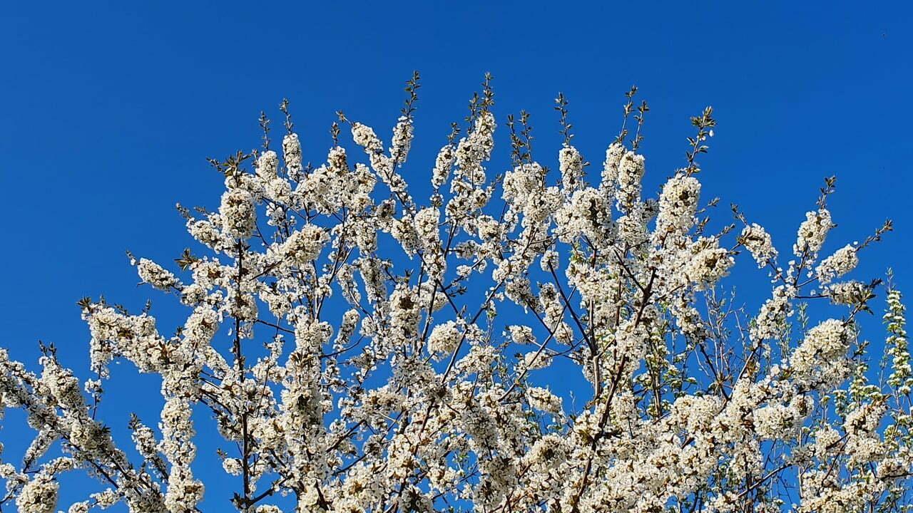 un arbre en fleur au printemps sur un ciel bleu