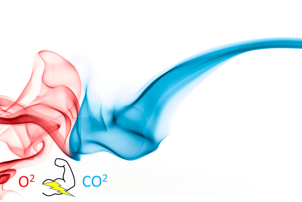 Infographie illustrant le sang bleu et rouge, l'oxygène et le dioxyde de carbone, un biceps